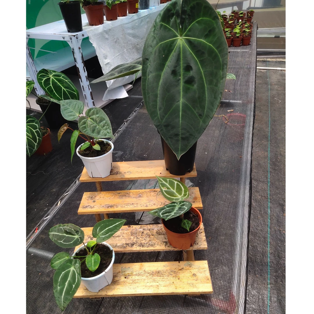 水晶花烛——乌鸦之心组合款