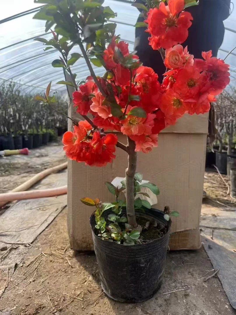 一物一拍等各种海棠花