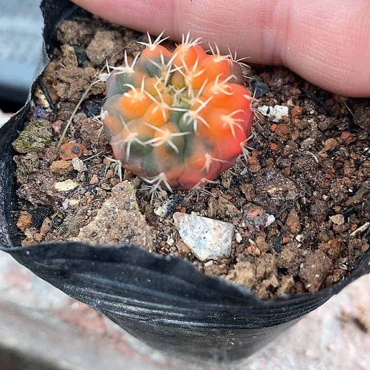 孤品实生小潜力裸鄂红锦散斑锦2.1cm新年福利