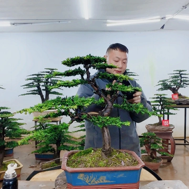 无花朵盆景园林……