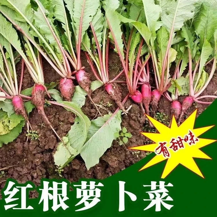 贵州红萝卜菜叶缨子爽口天然养生菜可腌制酸菜现摘现发