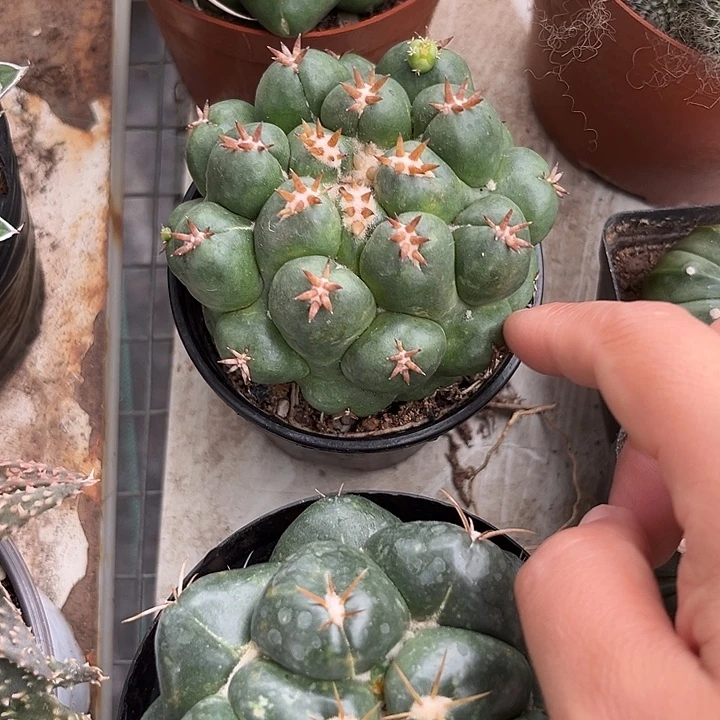 短刺象牙345）回家看坎坎坷坷坎坎坷坷