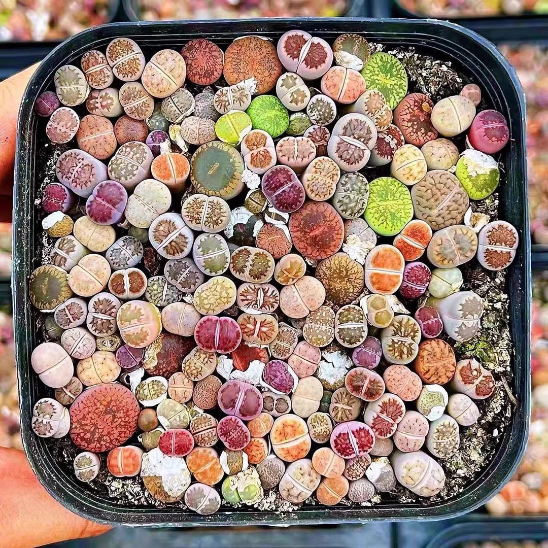 海彩色生石花混合多肉植物拼盆耐高温彩色PP花纹玉