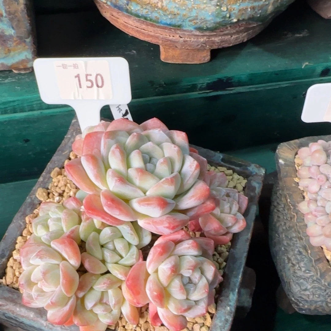 解忧一物一拍150号