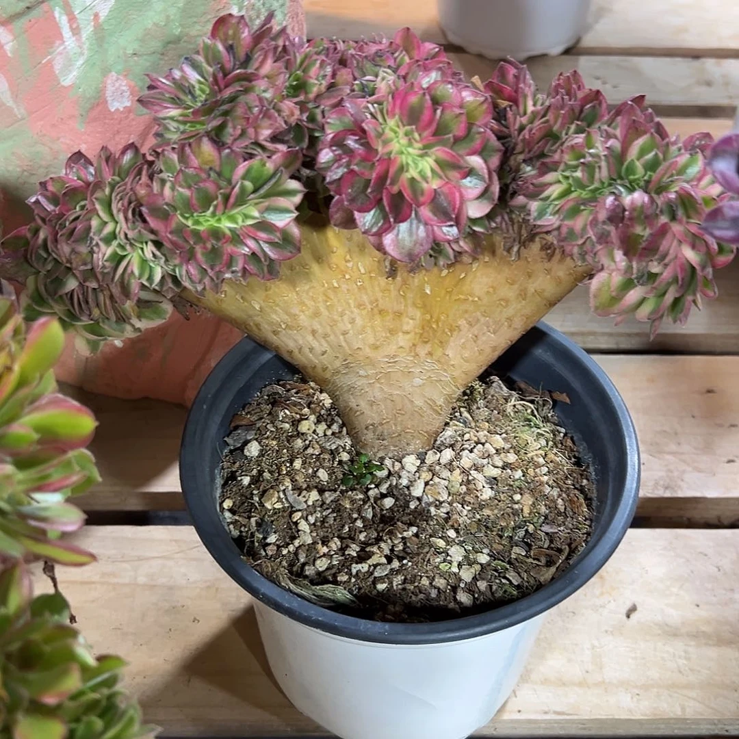 倾城缀化老桩厚板哪