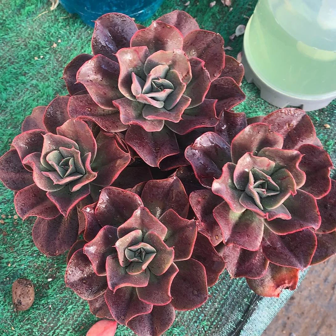 蒙娜丽莎一物一拍