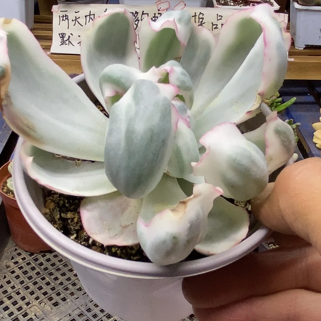 2930 伯克利锦 叶片有小裂口
