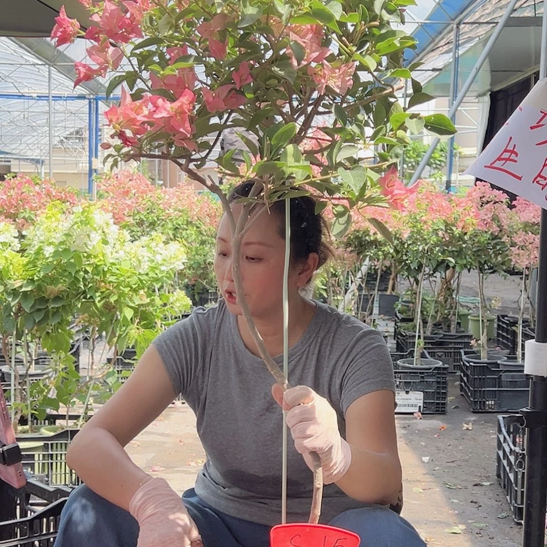 清***中大部分开放少量花苞S15卡雅塔