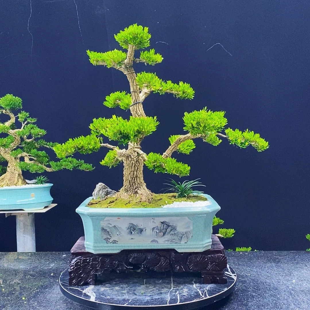 无花朵黄杨盆景造型