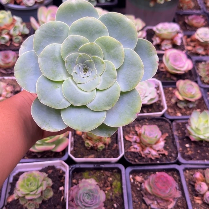 单头14厘米112424275757572