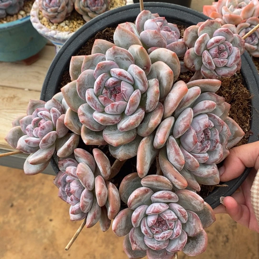 七头绿底紫心脸朝上