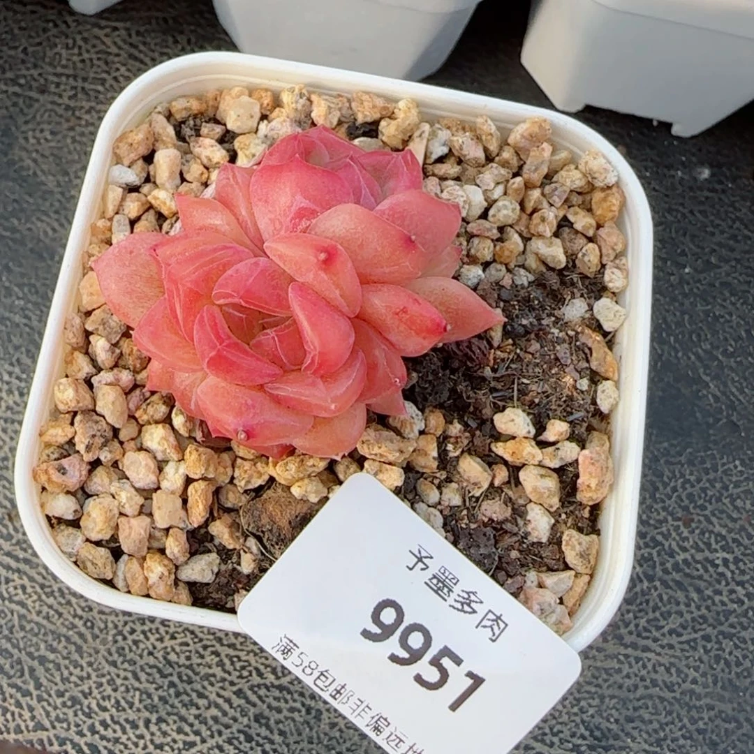 开播福利，9951多肉植物