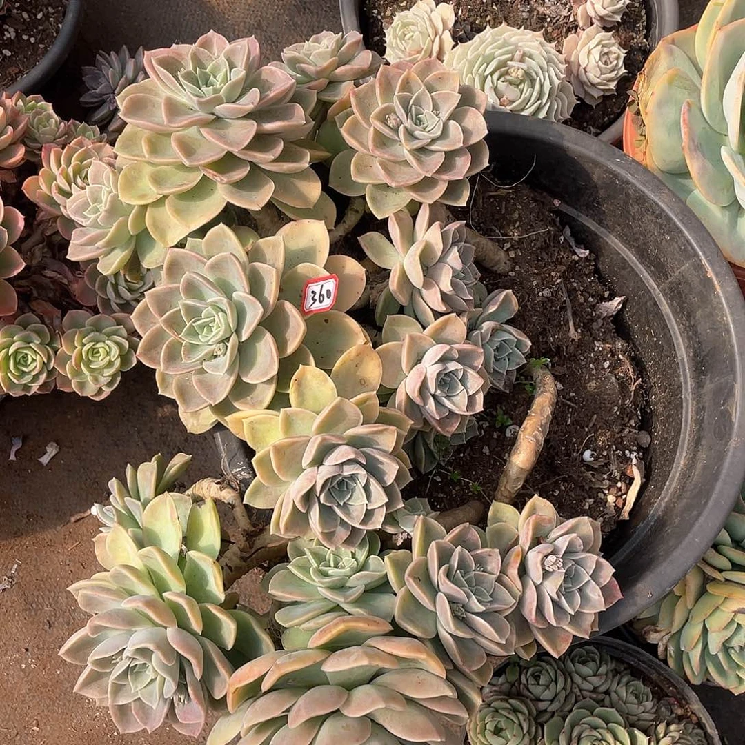 360哈利一物一拍多肉