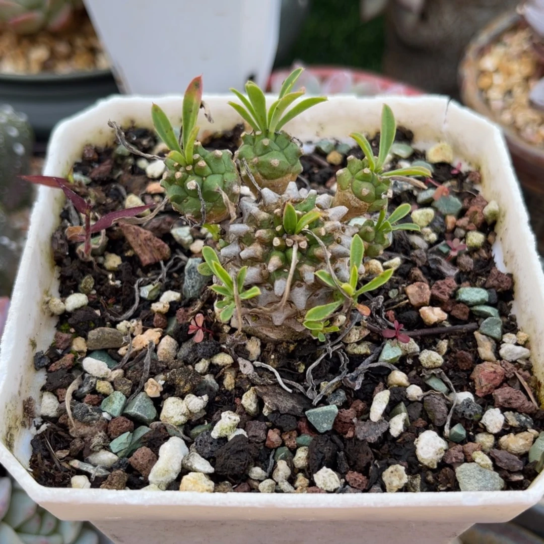 多肉植物一物一拍