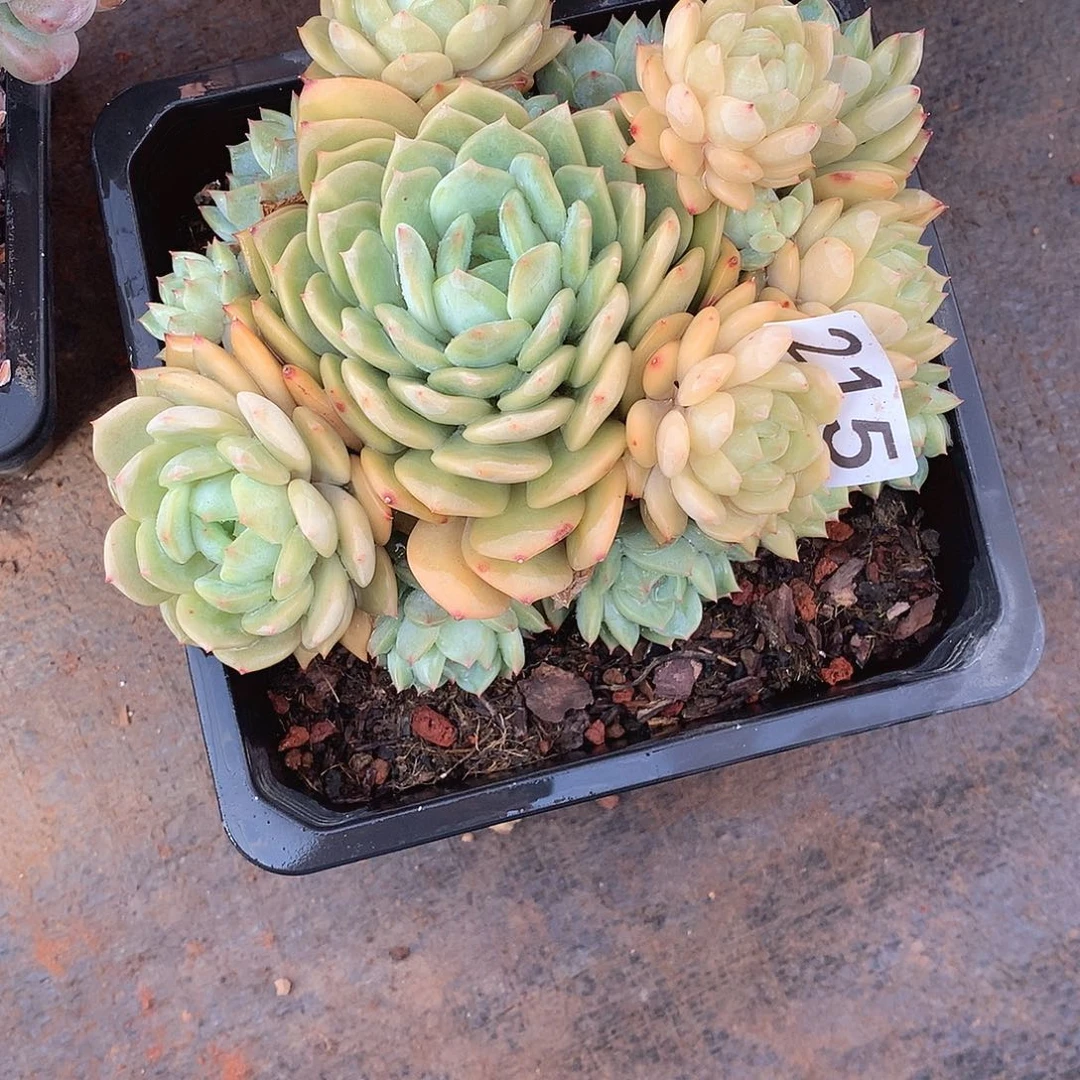 215蓝眼睛 一物一拍多肉