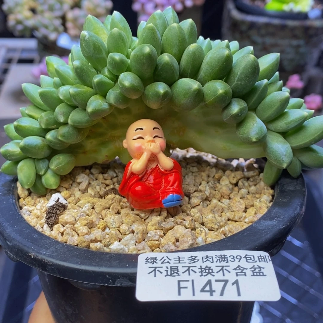 471 香蕉树运输会有掉叶10 厘米
