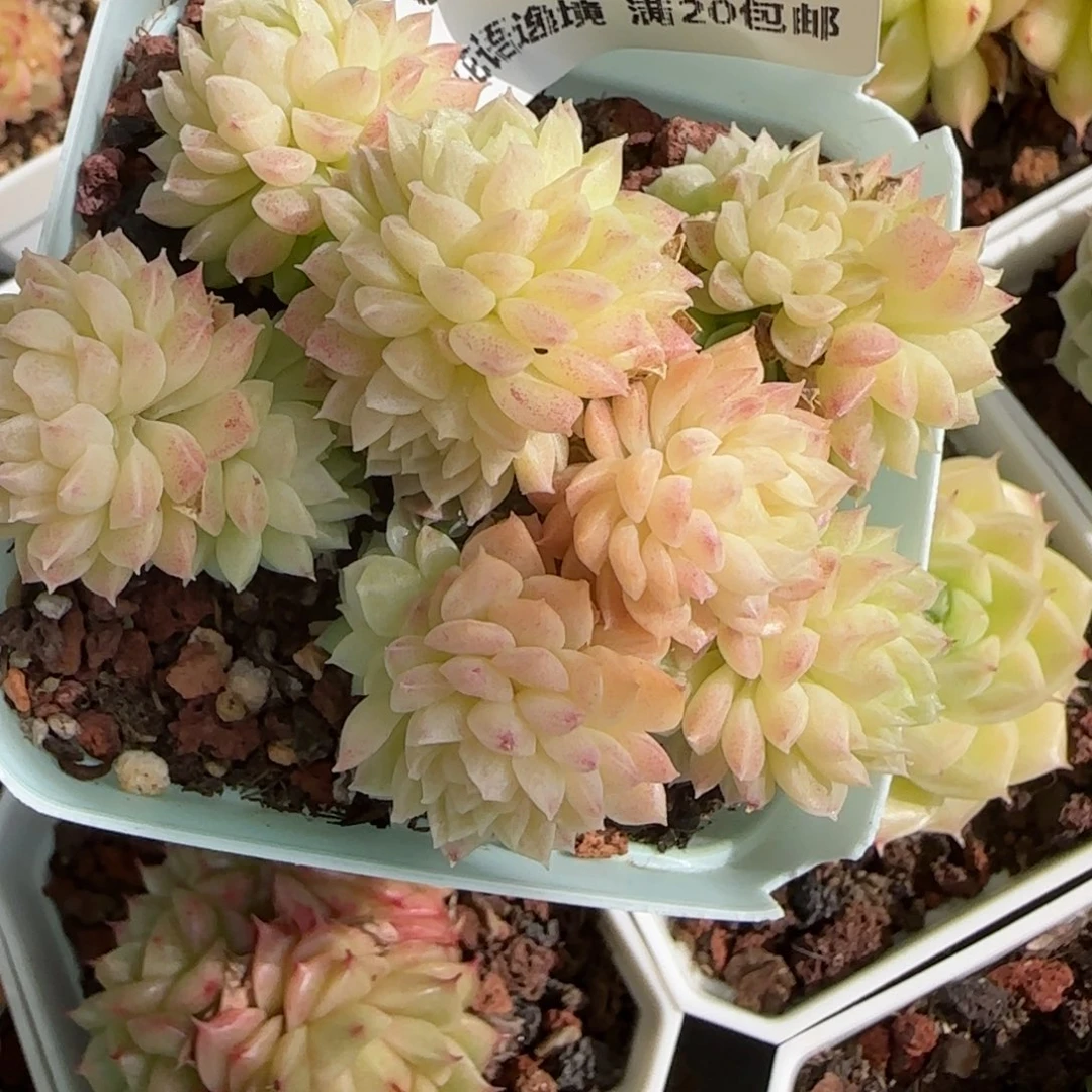 花语逸镜0130-604散