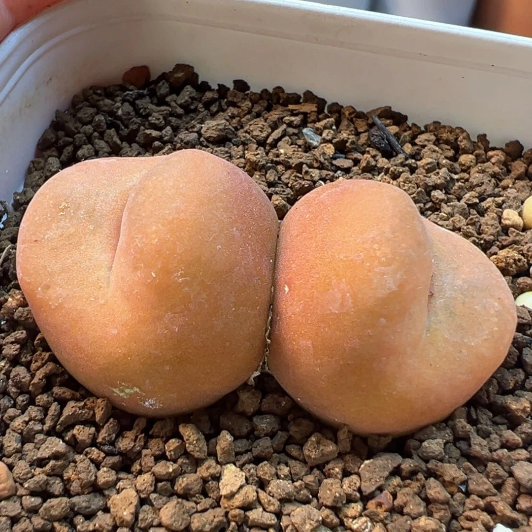 水蜜桃多肉植物盆栽栽培