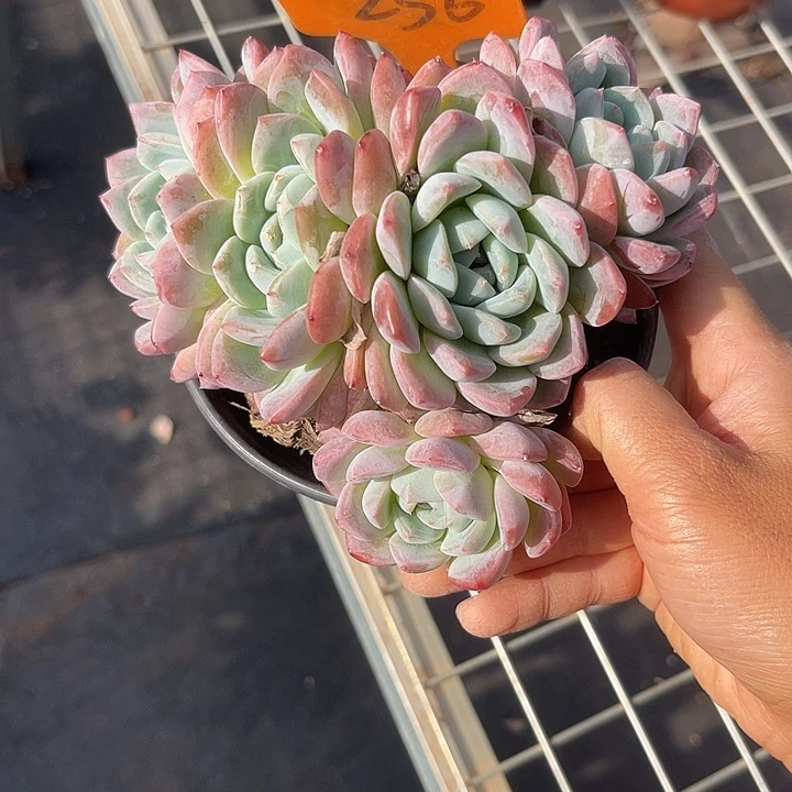 开播炸福利，双十一福利一天256厚梦