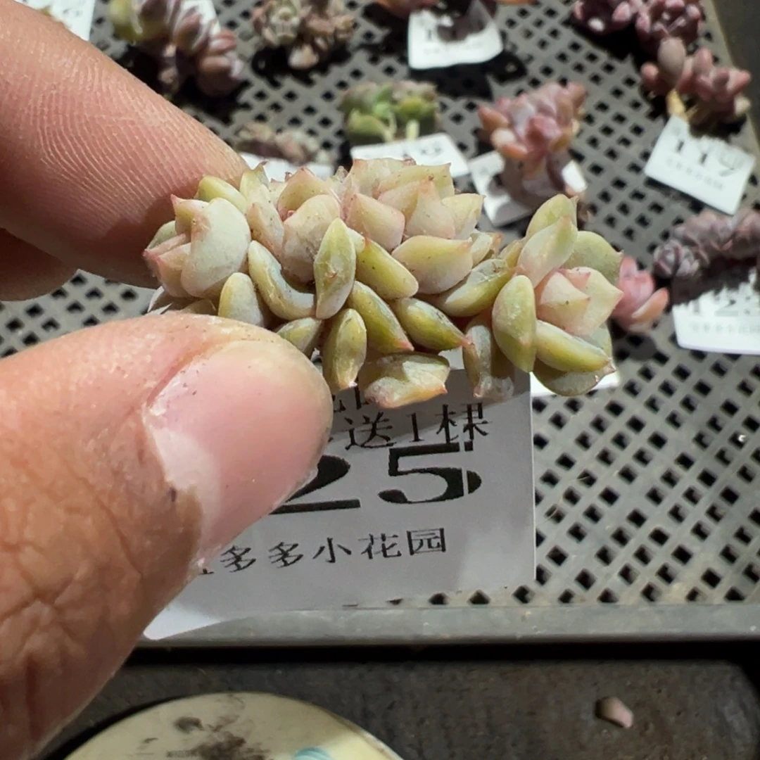 ****妈125号糖心夜莺四头