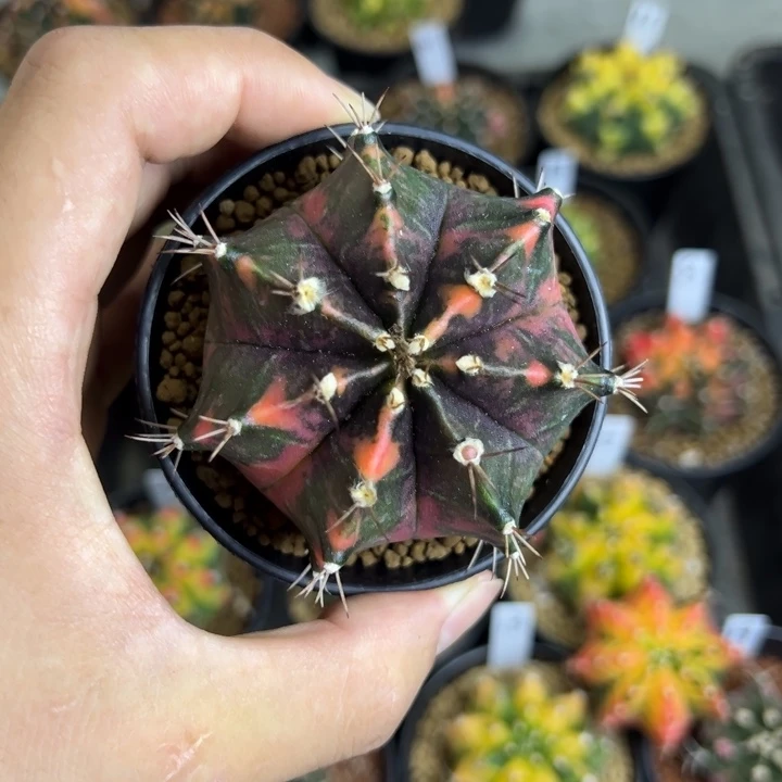 名品侧芽自根脱土发货