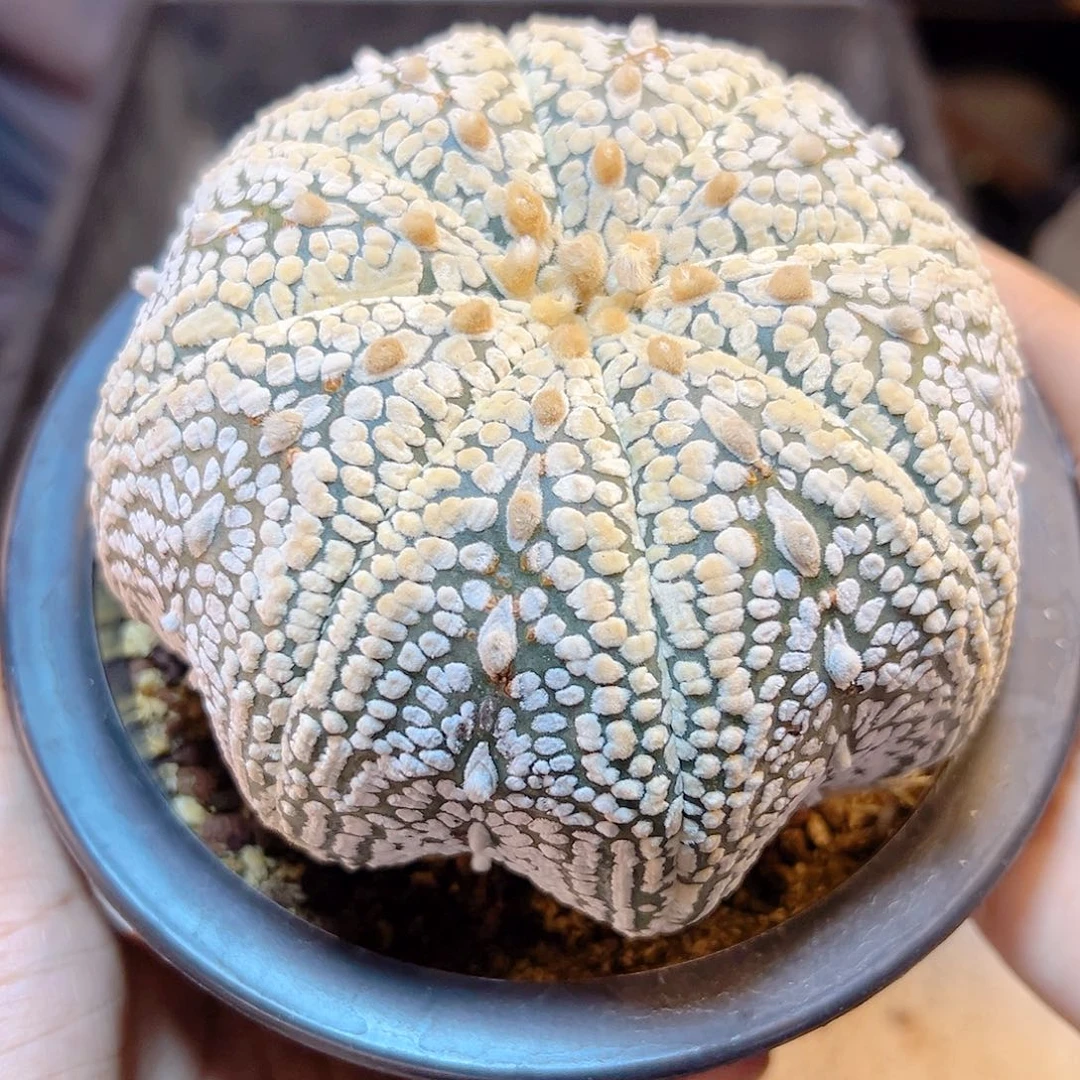 6号自根海星超兜11.3公分