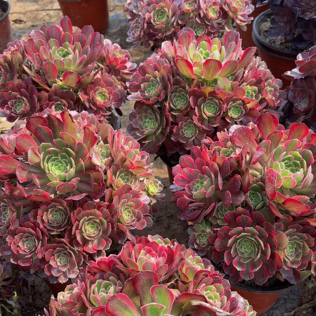 安娜9.9多肉植物