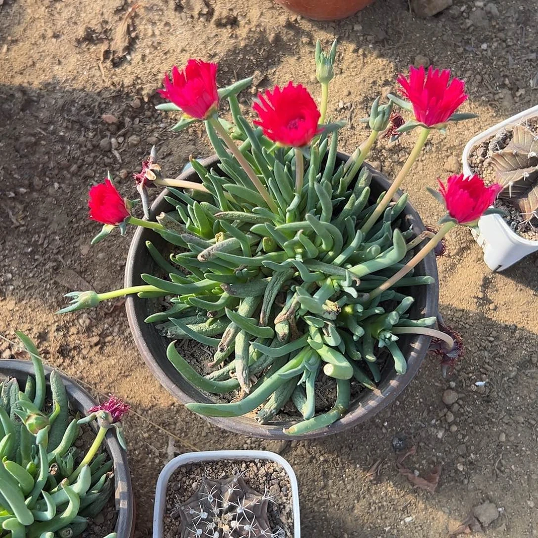 多肉植物红花奔龙