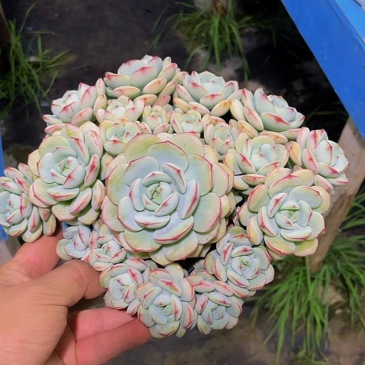 香草平头哦哦哦哦哦