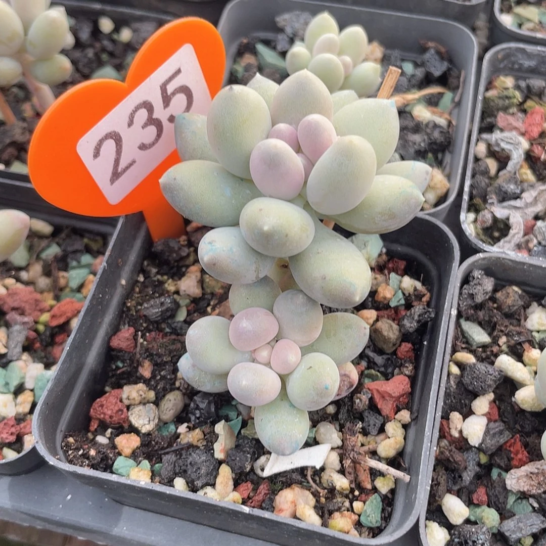 溜溜球 双头 脱土发货 7口盆