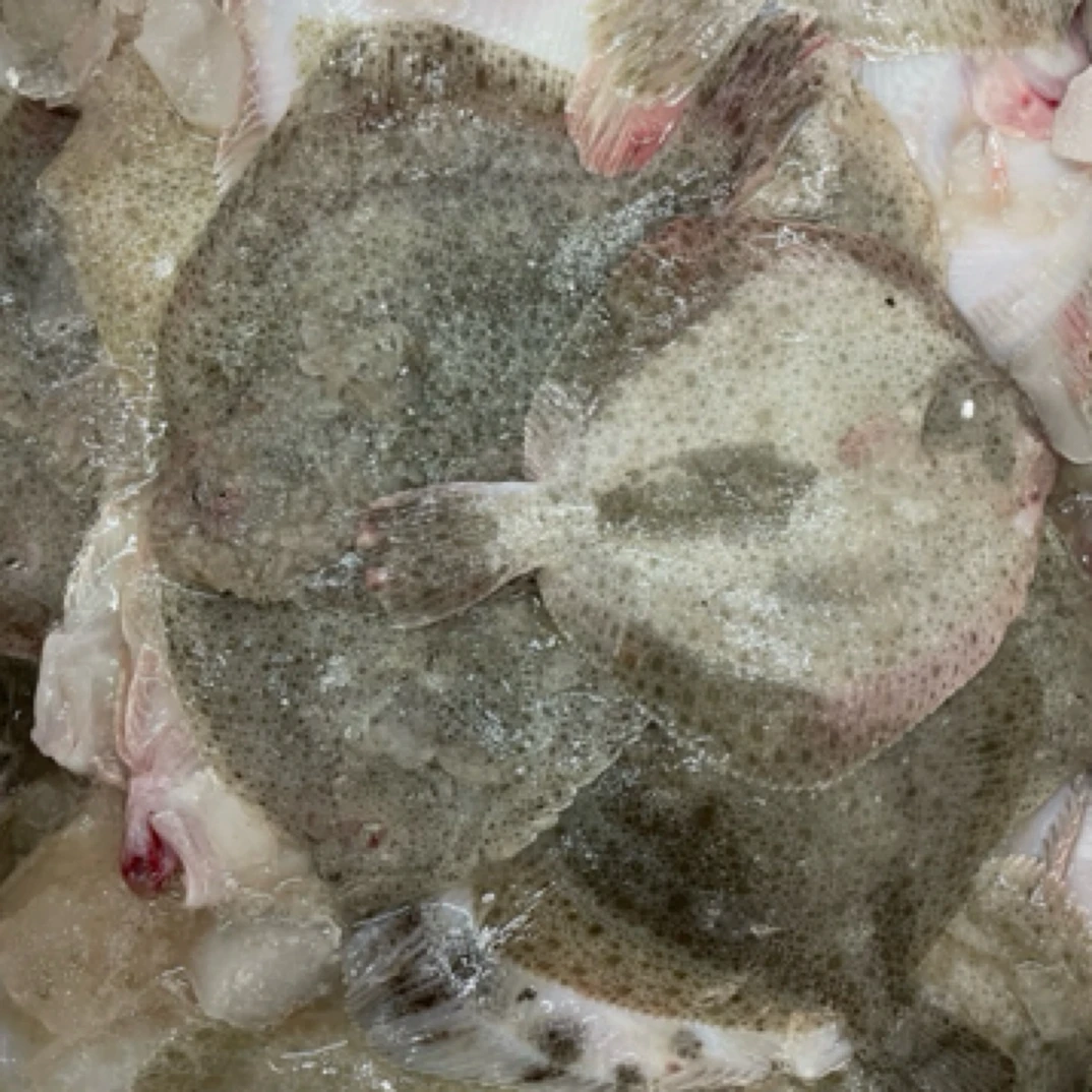 大连渤海湾多宝鱼平鱼（小）顺丰冷链包邮发货