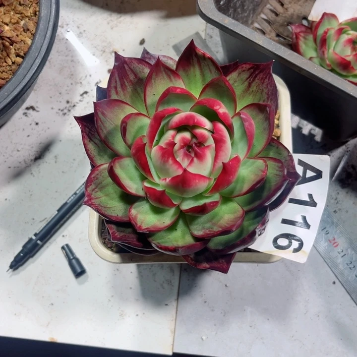 红***梦惊鸿仙子多肉植物A116