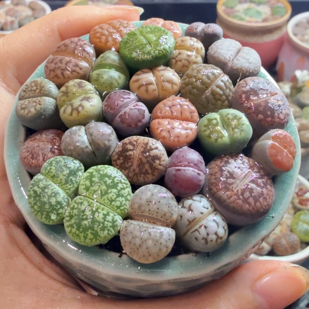 多肉植物开播福利647