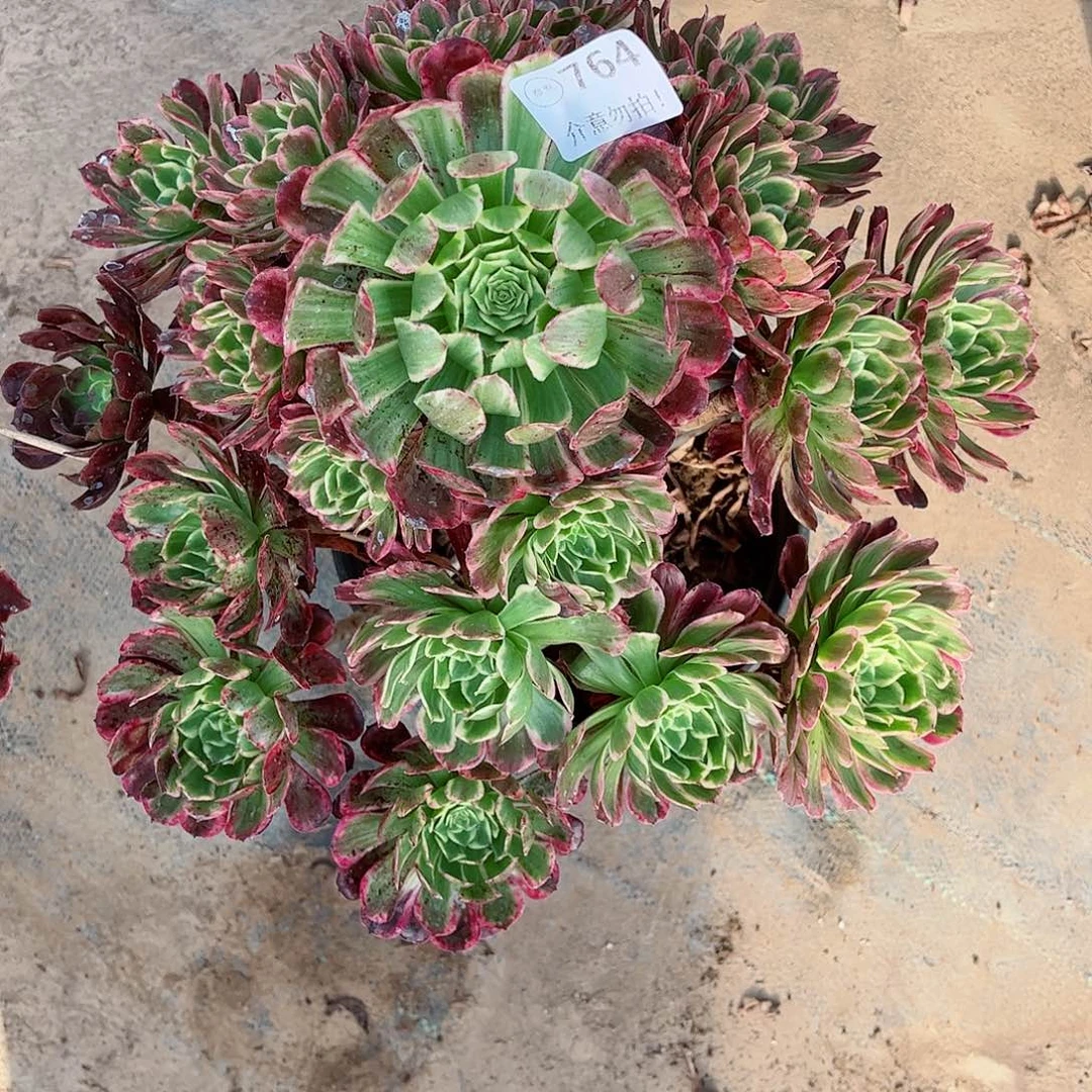 无花朵多肉植物764