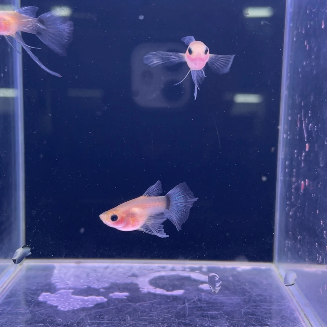 孔雀鱼蓝礼服黄肉玻璃猫C2对一条长公一条短公