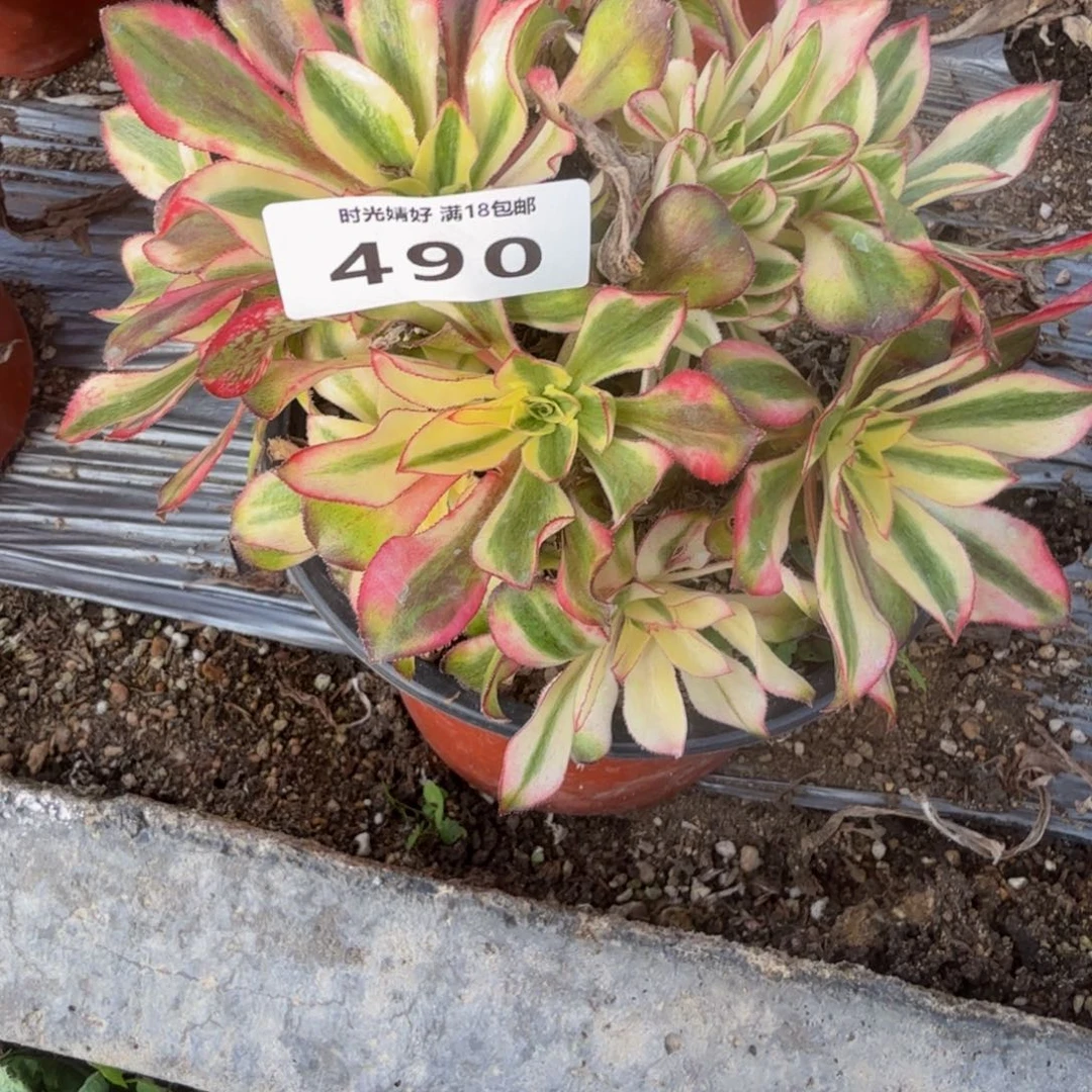 490魅影 多肉植物
