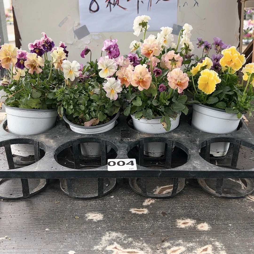 【闪购商品】004号