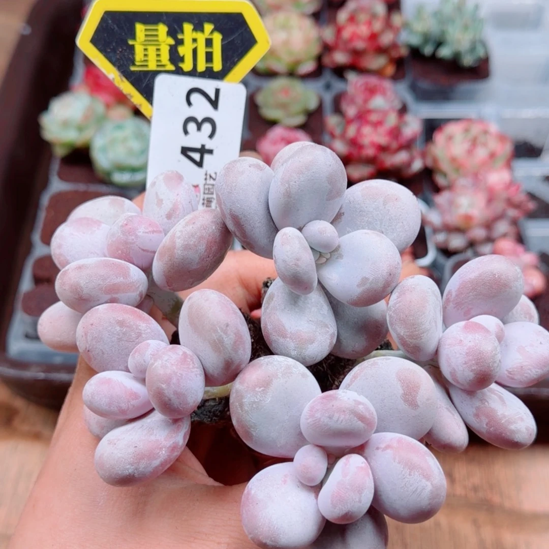 多肉植物多肉植物