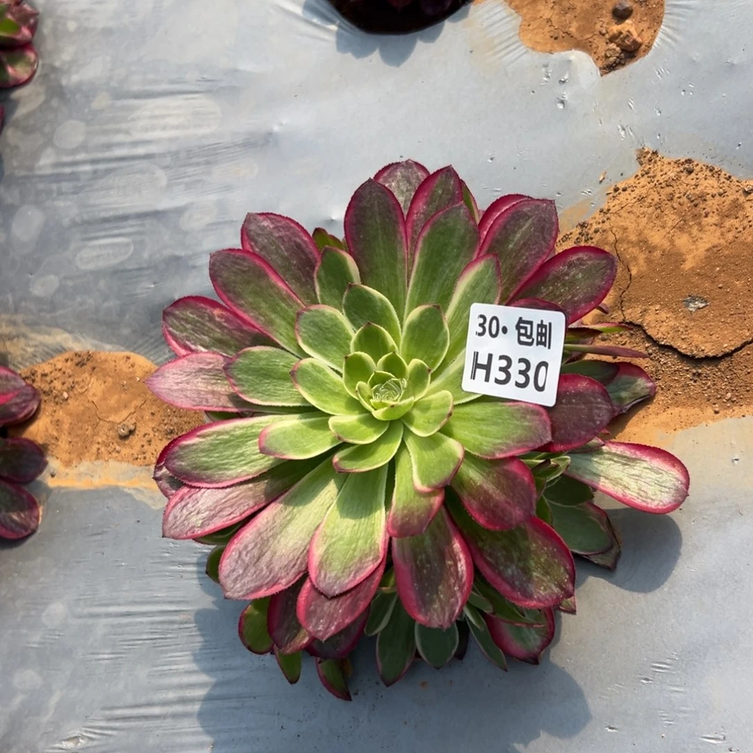 w*y330粉体海王多肉法师