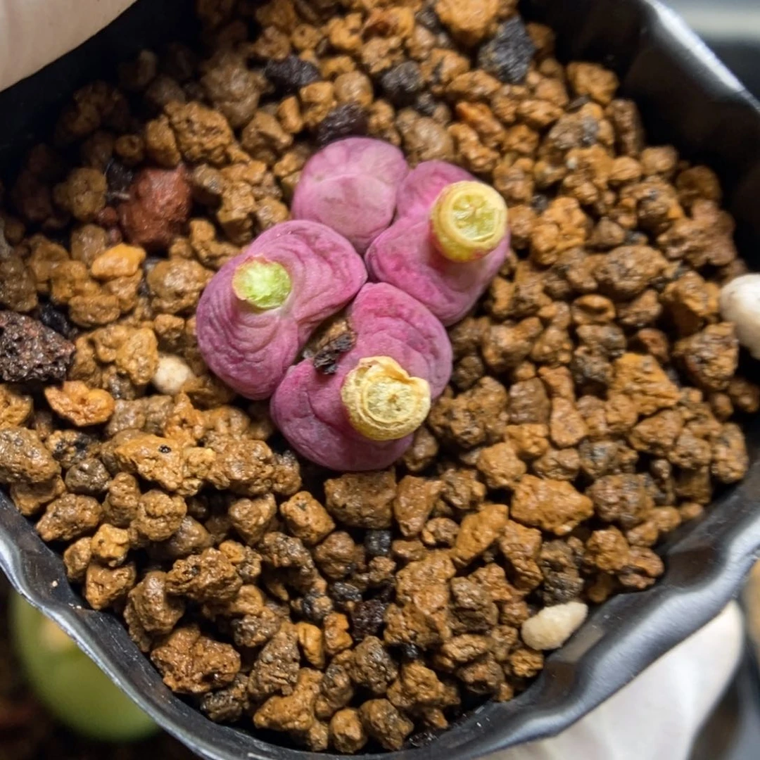 多肉植物肉锥杂交K-4899