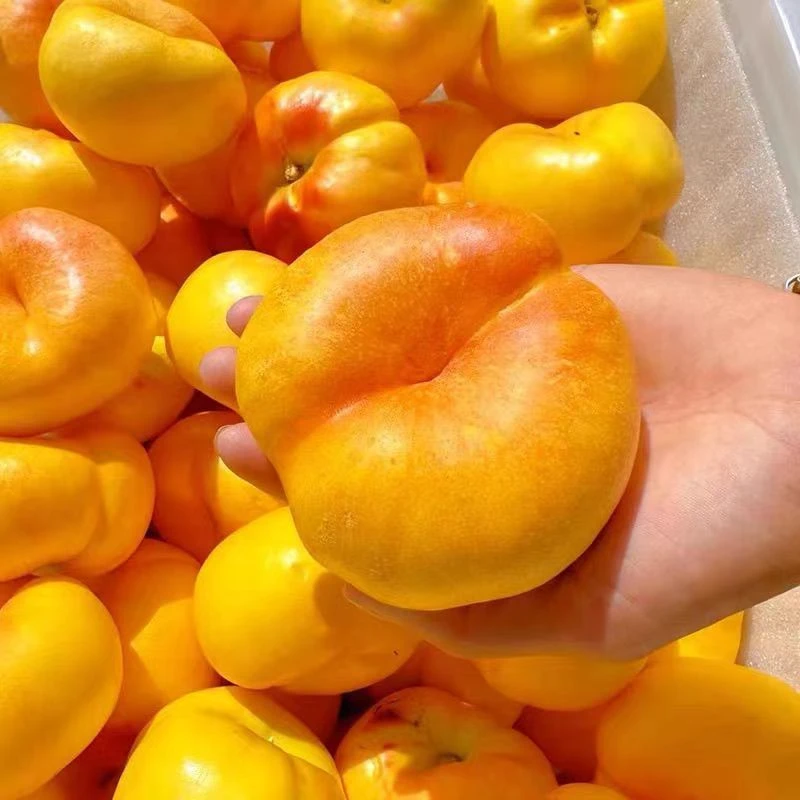 【蒙阴 油蟠桃】脆甜多汁现采现摘脆软两吃 老人孕妇小孩均可