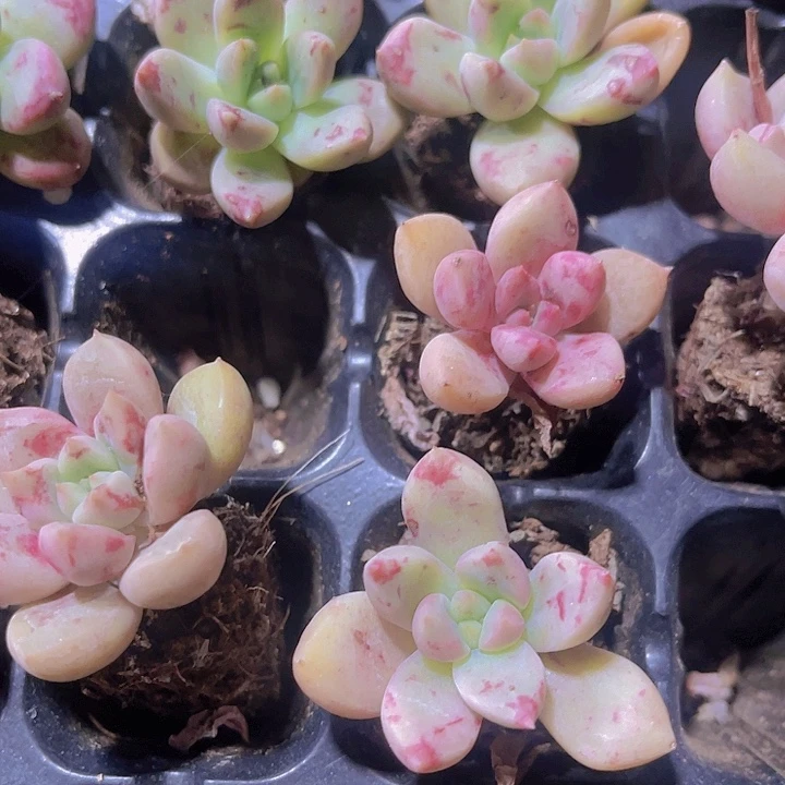 精品油漆多肉植物