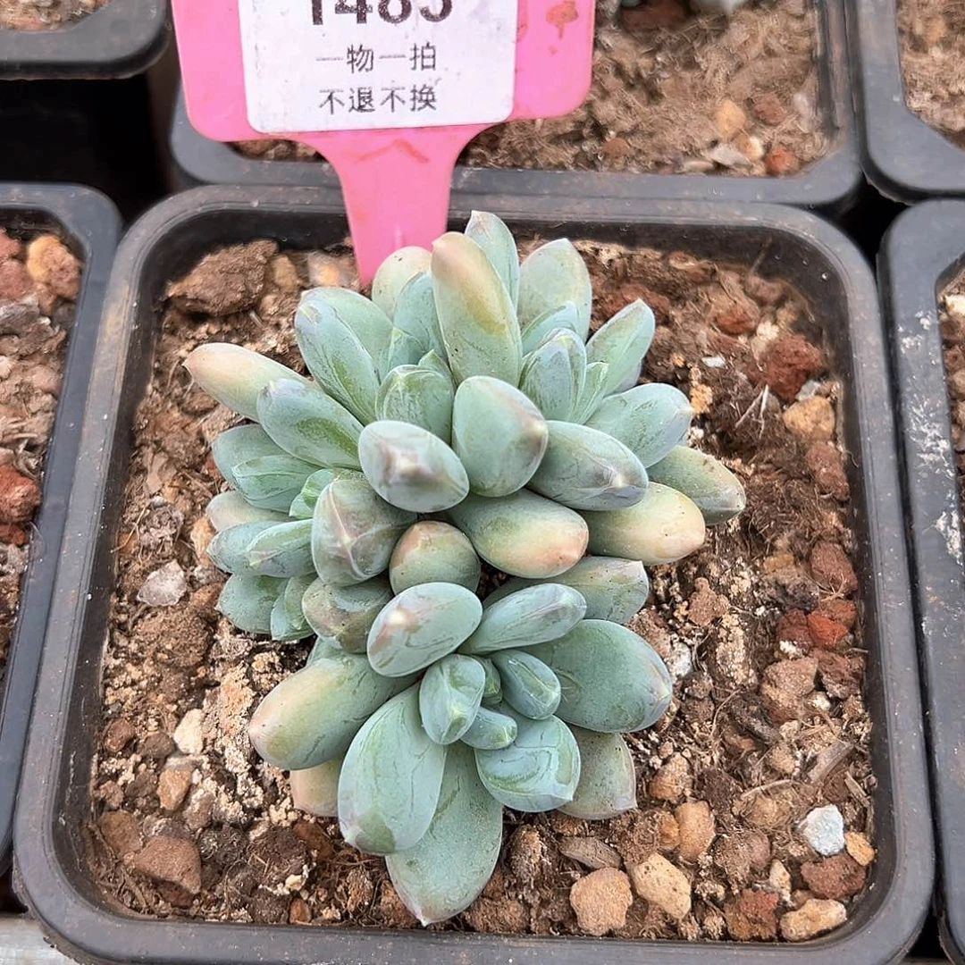 ℋ****三色美人1483号