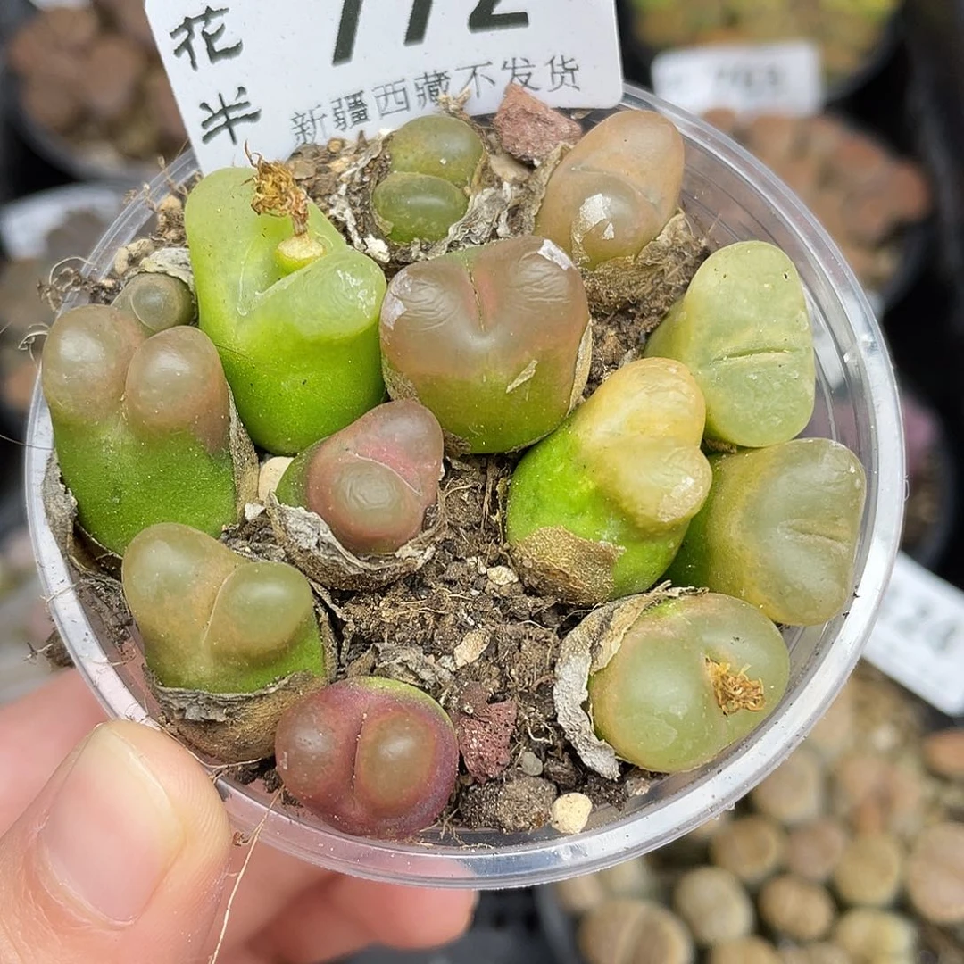 77200000花花花花花花花花