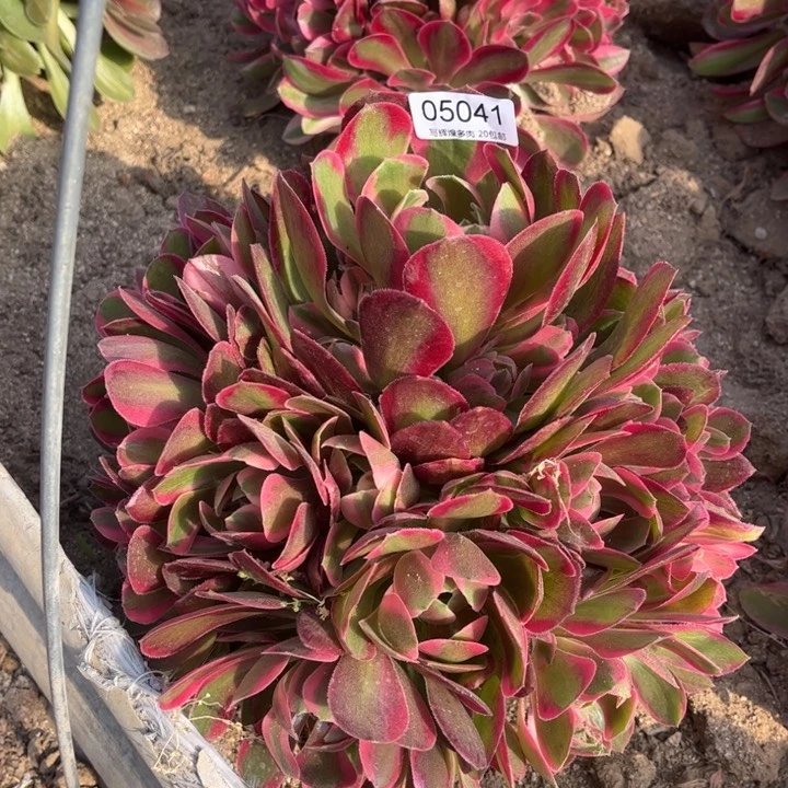 05041邀约多肉植物