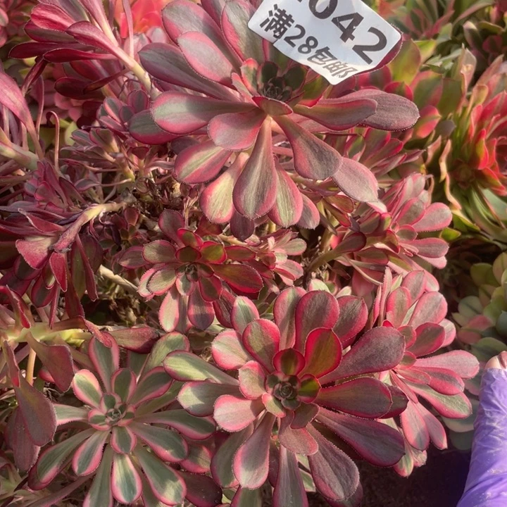 色***惑1042香奈尔母本一号棚C