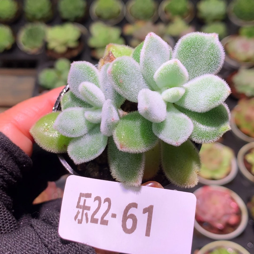 乐然22-61 雪晃星