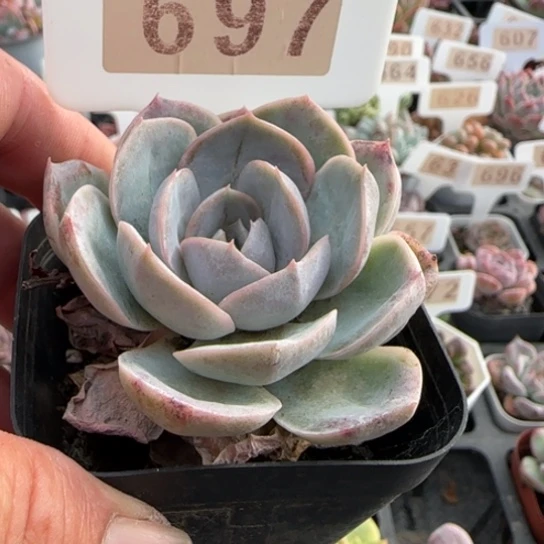 697蓝色惊喜一物一拍多肉