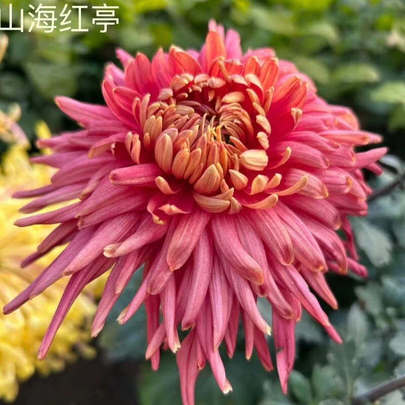 山海红亭菊花小苗