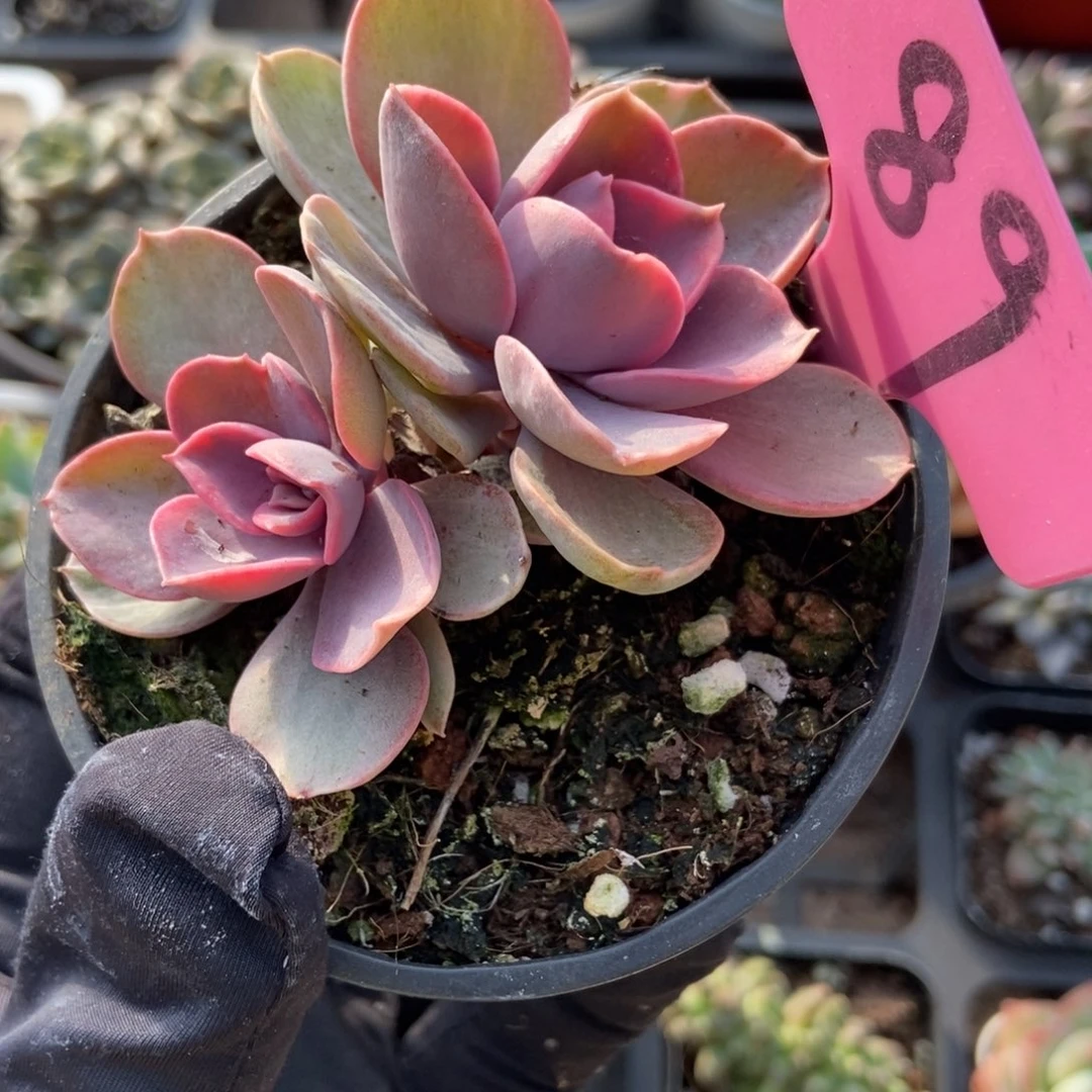 89彩虹锦多肉植物